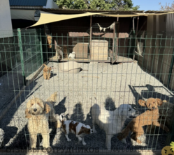 Аттач к отзыву sweetie.tails.kennel