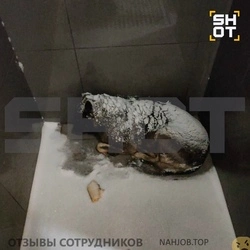 Додобоня, плед и увольнение: почему это не просто история про собаку, а кейс о бесправии курьеров в России